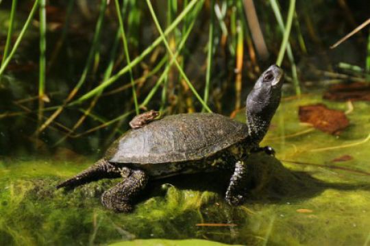 sumpfschildkroete_kern.JPG