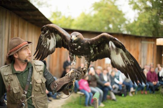 heldenberg_falkenshow_c_peterhruska