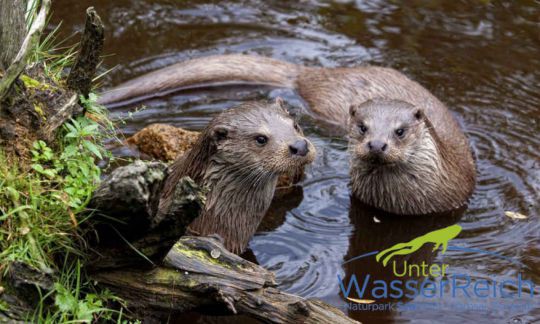 otter-mit-logo_copyunterwasserreich